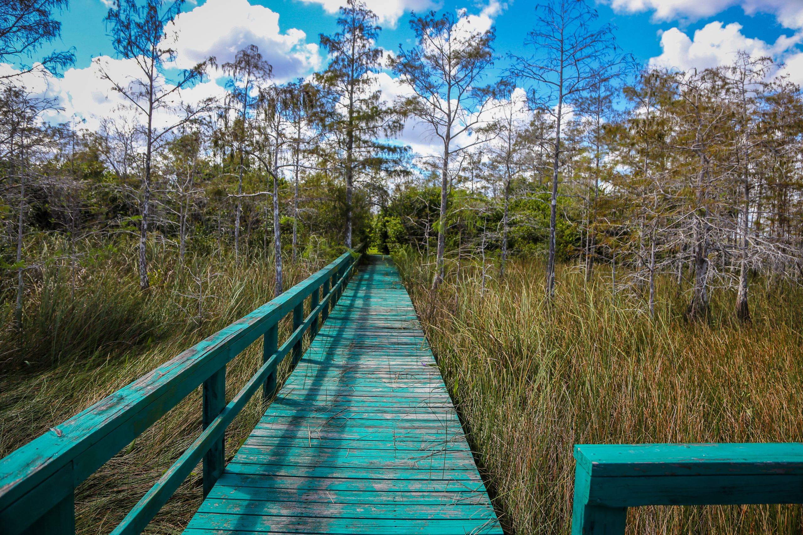 Wooden walkway over Everglades