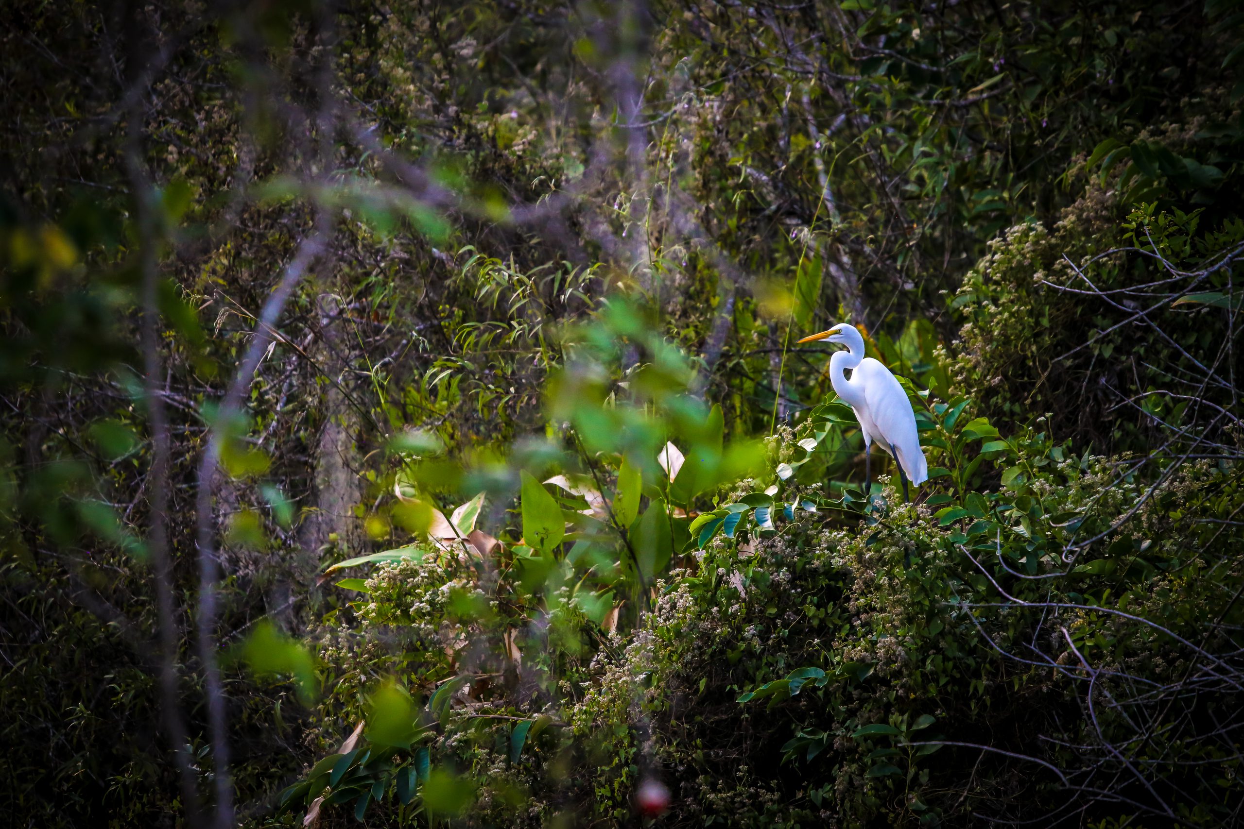 Great egret on tree branch