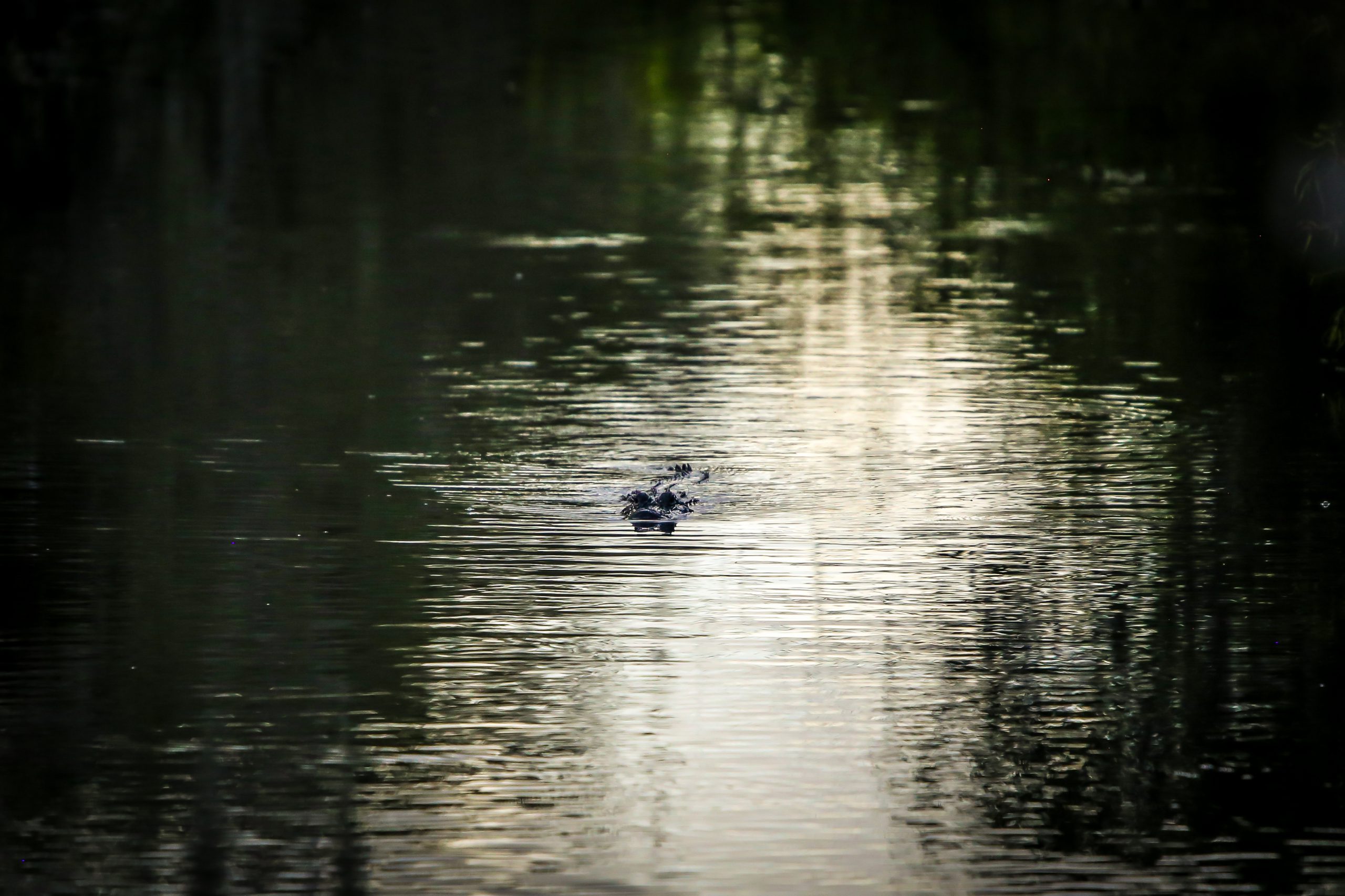 Alligator in Everglades canal