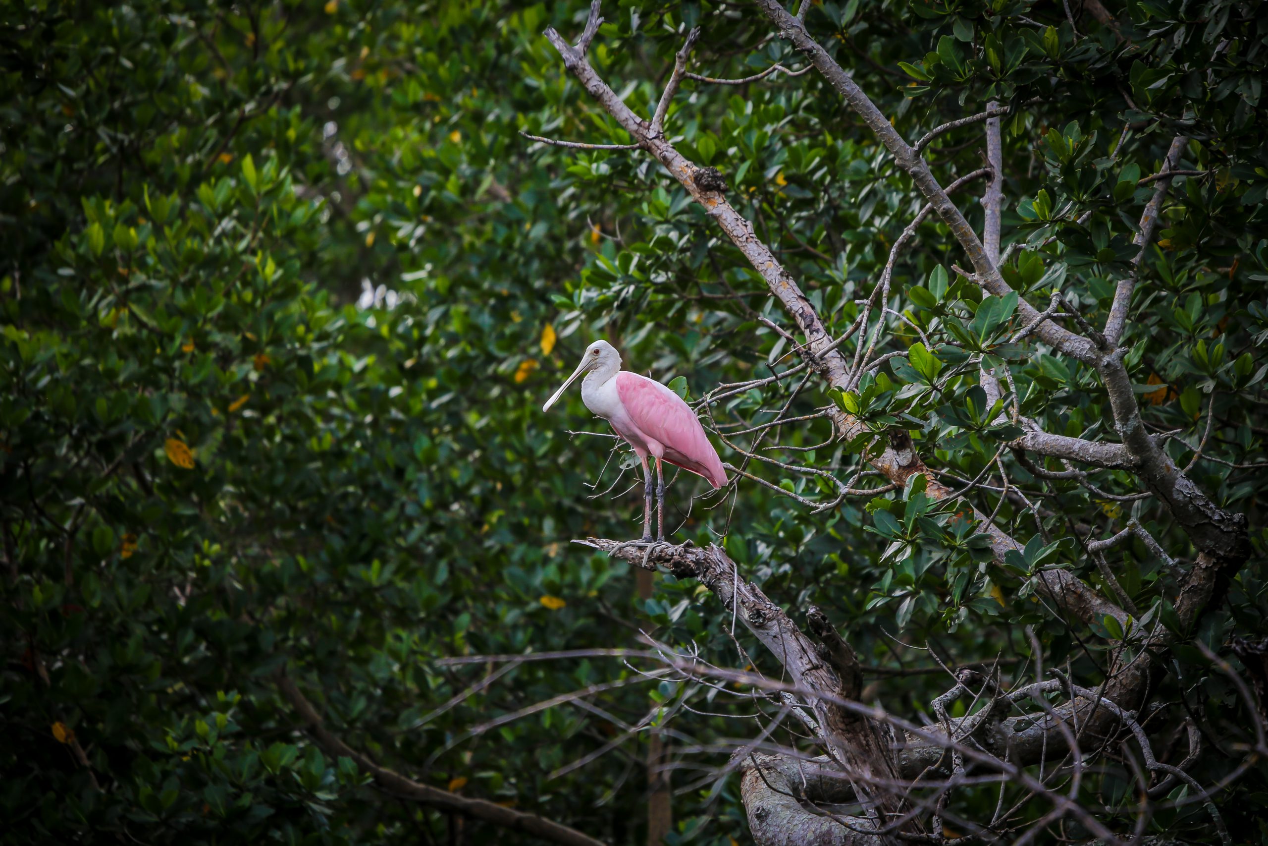 Bird on mangrove branch
