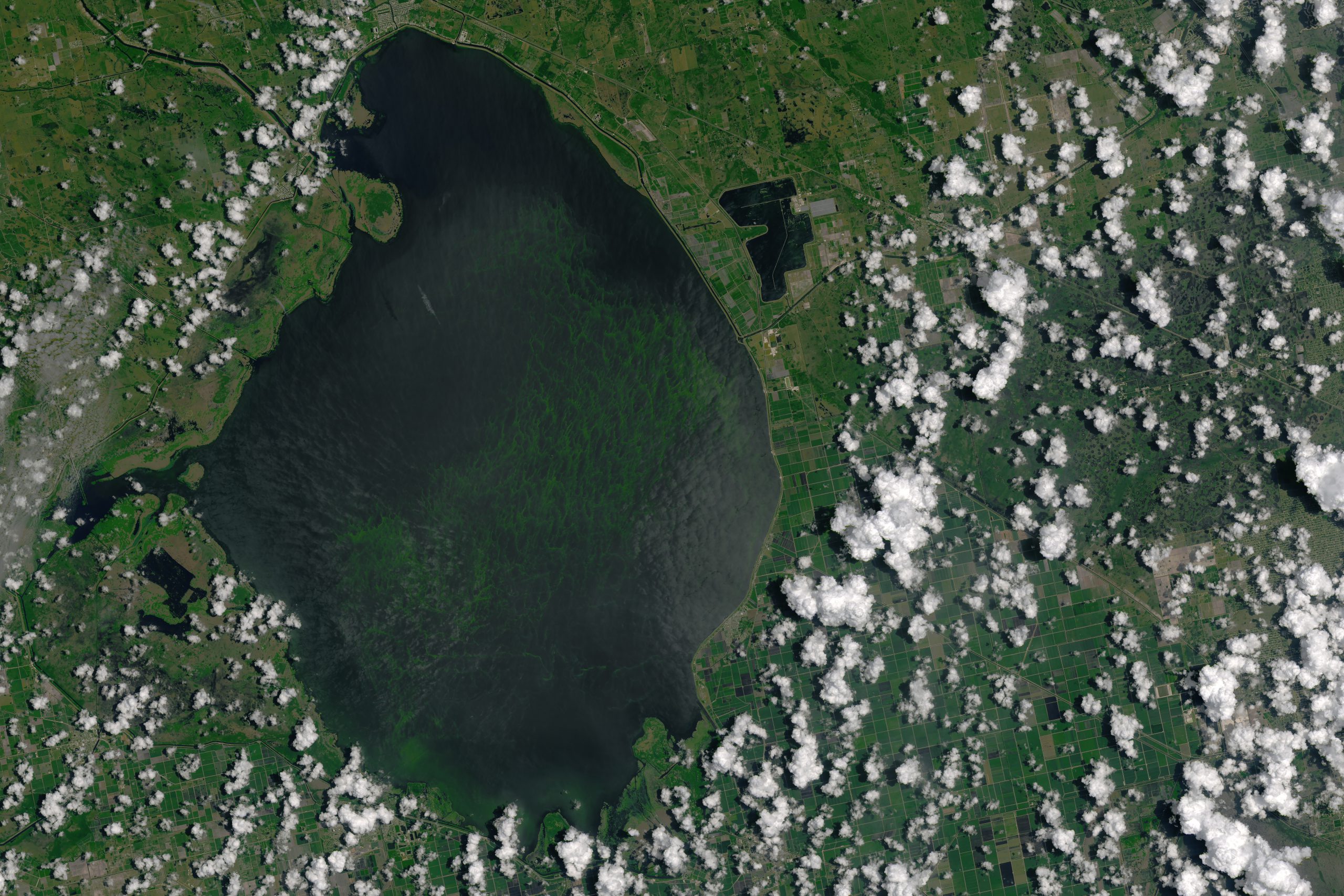 Everglades algae bloom