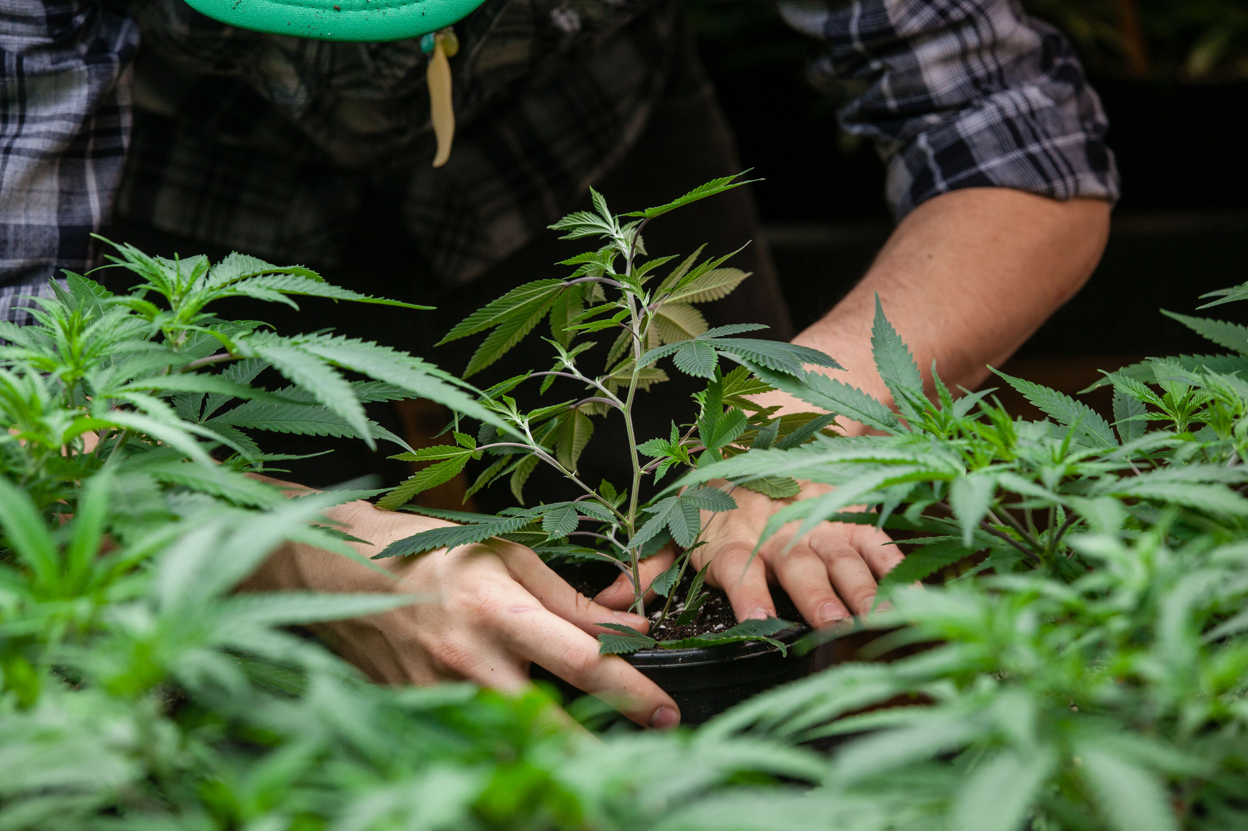 Farmer working with marijuana plants